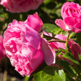 Pink Perfection' Scented Hybrid Tea Rose