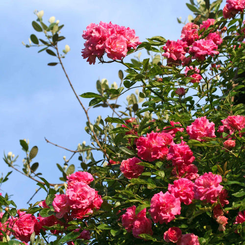 Pink Perfection' Scented Hybrid Tea Rose