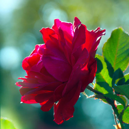 Royal Parfuma®' Scented Hybrid Tea Rose