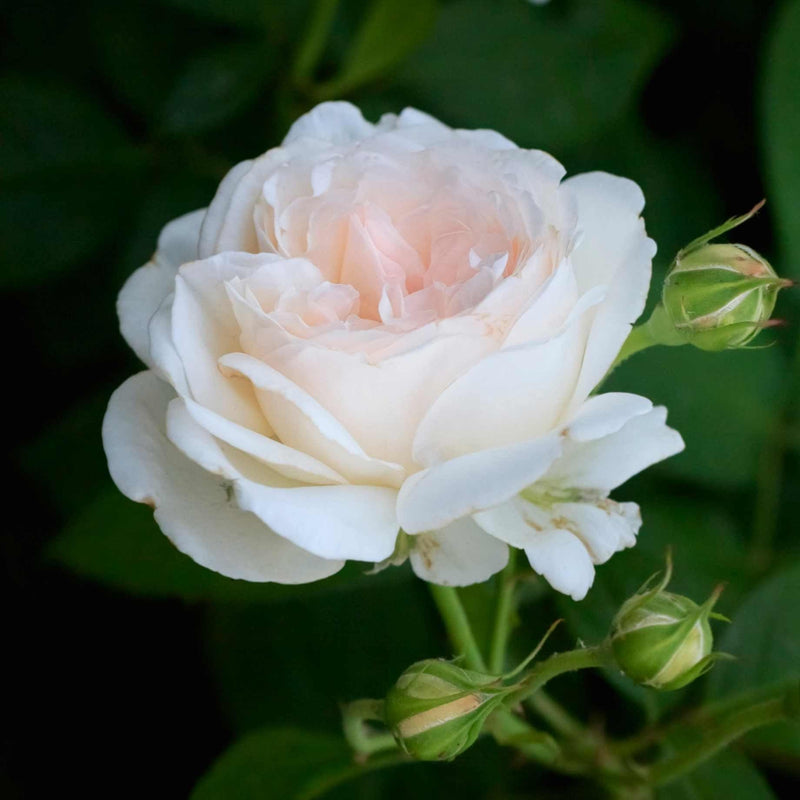 Pear™' Culinary Shrub Rose