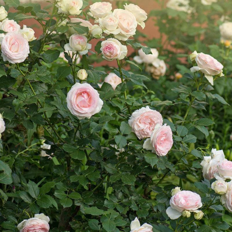Pear™' Culinary Shrub Rose