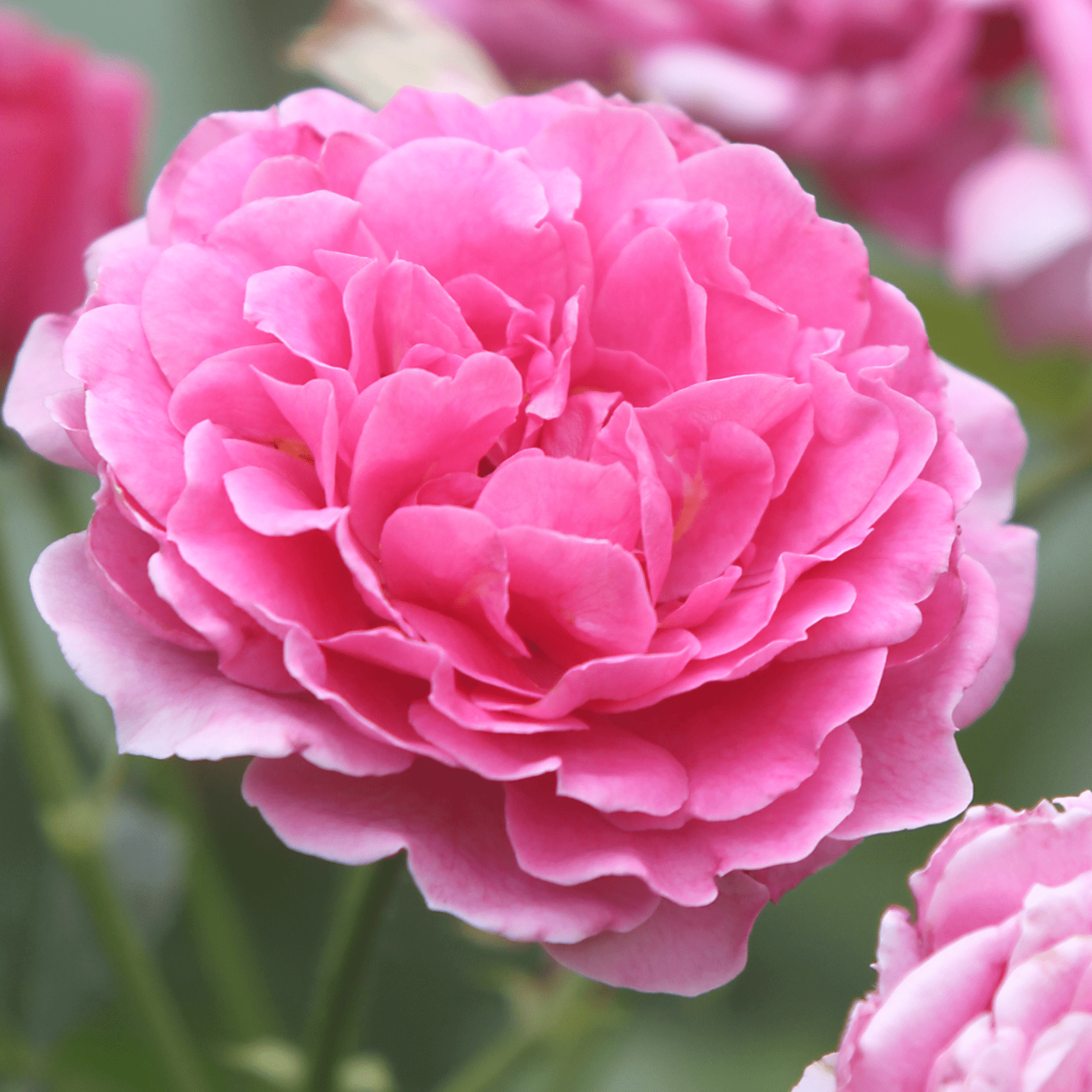 'Raspberry™' Culinary Shrub Rose – Roots Plants