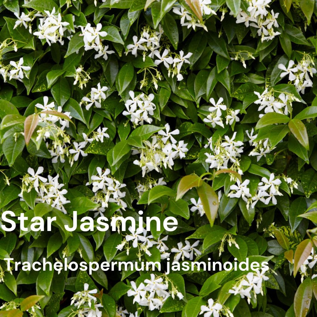 Best Climbers For Shade Growers' Choice Roots Plants