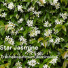 Best Climbers For Shade | Growers' Choice Climbing Plants