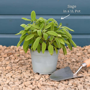 Common Sage Plant Vegetables