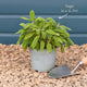 Common Sage Plant Vegetables