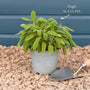 Common Sage Plant Vegetables