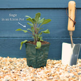 Common Sage Plant Vegetables
