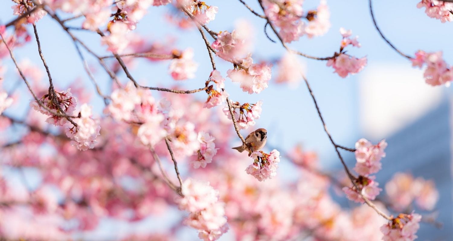 Sakura: Trees, Flowers & Meaning – Roots Plants