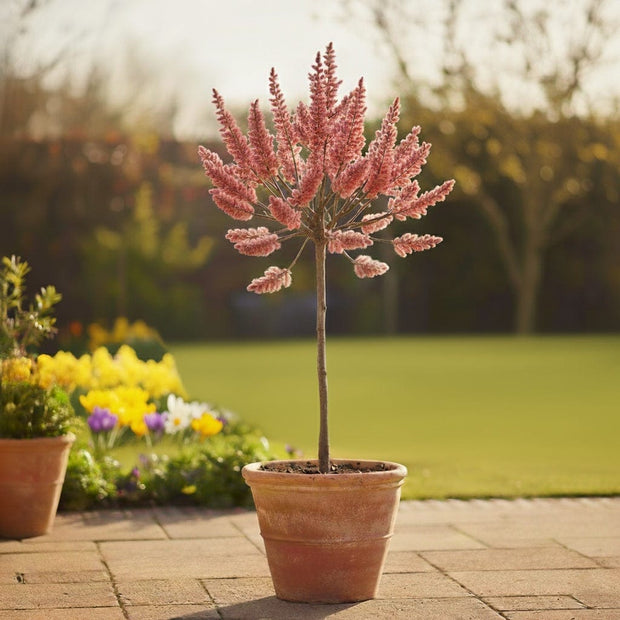 Pink Pussy Willow Tree | Salix gracilistyla 'Mount Aso' Ornamental Trees
