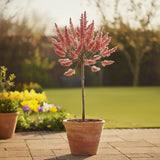 Pink Pussy Willow Tree | Salix gracilistyla 'Mount Aso' Ornamental Trees