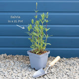 Rudbeckia 'Goldsturm' Perennial Bedding
