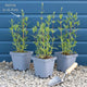 Rudbeckia 'Goldsturm' Perennial Bedding