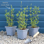 Rudbeckia 'Goldsturm' Perennial Bedding