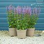 Salvia 'Blue Marvel' Perennial Bedding