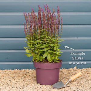 Salvia 'Caradonna' Perennial Bedding