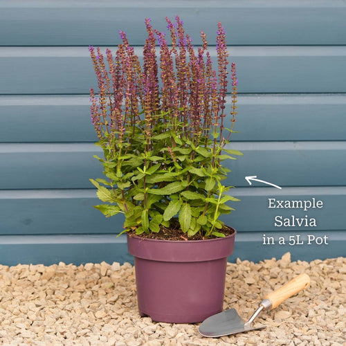 Salvia 'Caradonna' Perennial Bedding