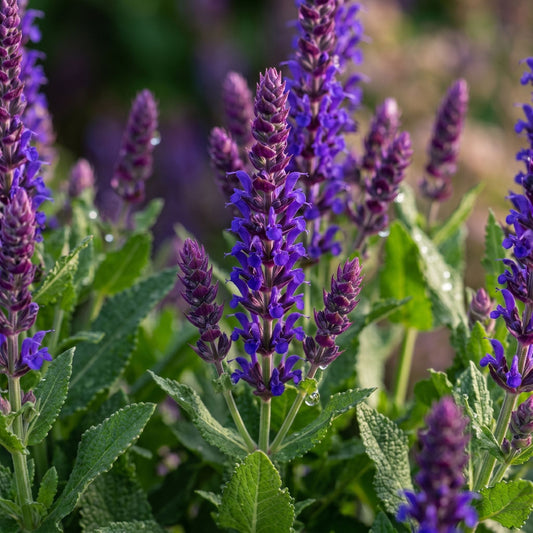 Salvia 'Bordeau Deep Blue' Perennial Bedding