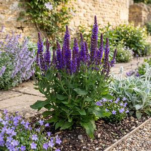 Salvia 'Bordeau Deep Blue' Perennial Bedding