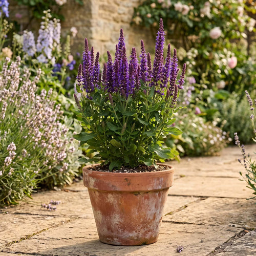 Salvia 'Bordeau Deep Blue' Perennial Bedding
