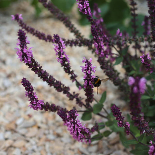 Salvia 'Caradonna Pink' Perennial Bedding
