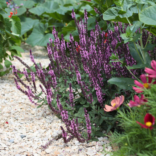 Salvia 'Caradonna Pink' Perennial Bedding