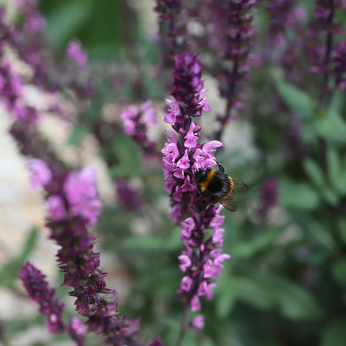 Salvia 'Caradonna Pink' Perennial Bedding