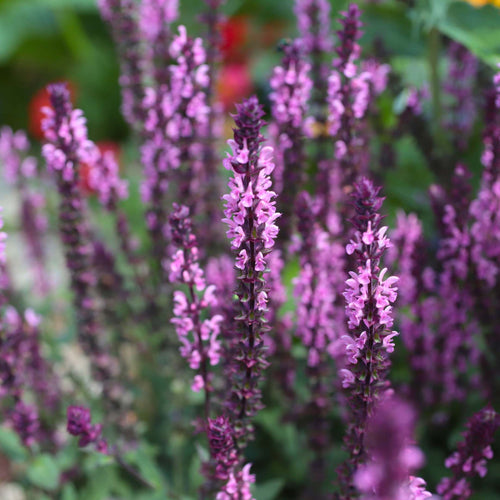 Salvia 'Caradonna Pink' Perennial Bedding