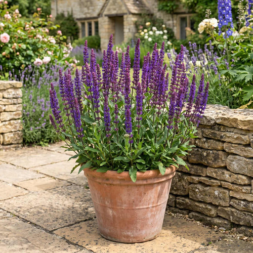 Salvia 'Caramia' Perennial Bedding