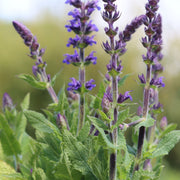 Salvia Merleau Blue Perennial Bedding