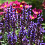 Salvia 'Merleau Blue' Perennial Bedding