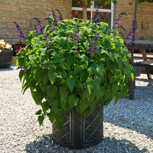 Salvia 'Purple and Bloom' Perennial Bedding