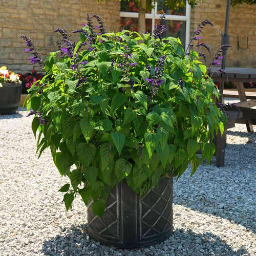 Salvia 'Purple and Bloom' Perennial Bedding