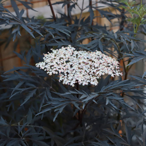 Black Elderberry | Sambucus 'Black Lace' Shrubs