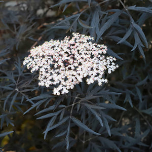 Black Elderberry | Sambucus 'Black Lace' Shrubs