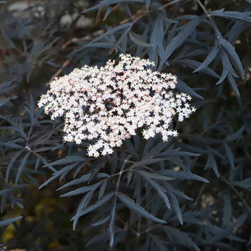 Black Elderberry | Sambucus 'Black Lace' Shrubs