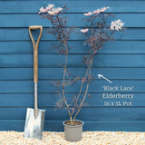 Black Elderberry | Sambucus 'Black Lace' Shrubs