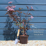 Black Elderberry Tree | Sambucus nigra 'Black Beauty' Ornamental Trees