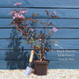 Black Elderberry Tree | Sambucus nigra 'Black Beauty' Ornamental Trees