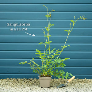 Korean Burnet | Sanguisorba 'Lilac Squirrel' Perennial Bedding