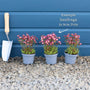 Saxifraga 'White Carpet' Perennial Bedding