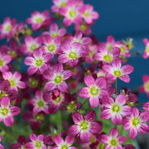 Saxifraga 'Peter Pan' Perennial Bedding