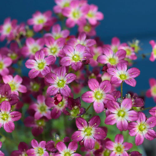 Saxifraga 'Peter Pan' Perennial Bedding
