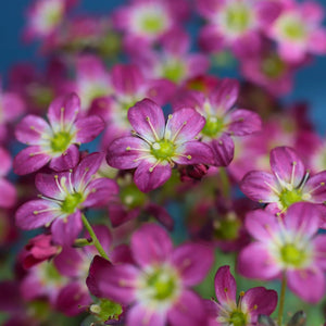 Saxifraga 'Peter Pan' Perennial Bedding