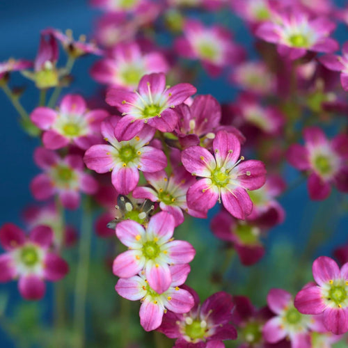 Saxifraga 'Peter Pan' Perennial Bedding