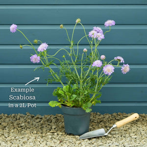 Scabiosa 'Mariposa Blue' Perennial Bedding