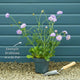 Scabiosa 'Mariposa Blue' Perennial Bedding