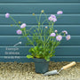 Scabiosa 'Mariposa Blue' Perennial Bedding