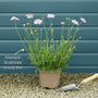 Scabiosa 'Mariposa Blue' Perennial Bedding