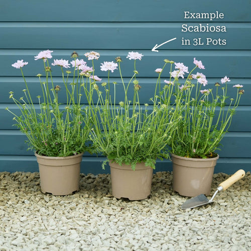 Scabiosa 'Mariposa Blue' Perennial Bedding